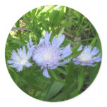 Stokesia, Stokes Aster Stickers