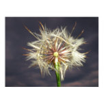 Stolen Wish Print Stolen Wish Print