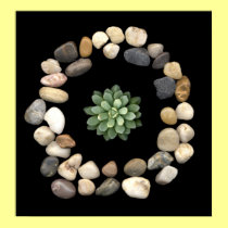 stone frame - round - succulent posters