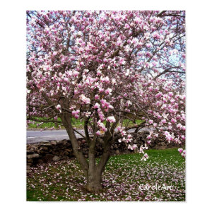 Stone Magnolias Art Poster print