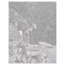 Stone sheep (Ewes) Letterhead Design