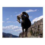 Stone sheep (Large ram alert on mountainside) Post Cards