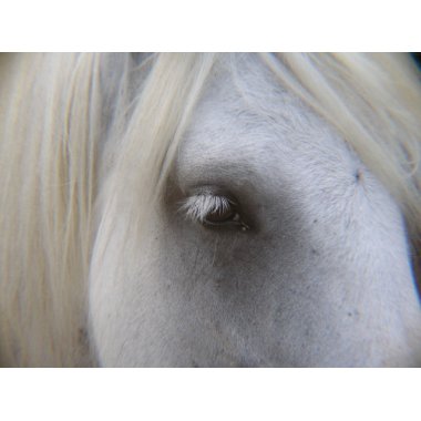 Stonecreek Farm Fell Ponies - Alyssum-Eye of Horse print