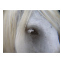 Stonecreek Farm Fell Ponies - Alyssum-Eye of Horse posters