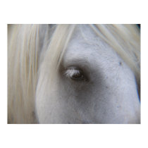 Stonecreek Farm Fell Ponies - Alyssum-Eye of Horse posters by shannonalbert30 Stonecreek Farm Fell Ponies - Alyssum-Eye of Horse posters