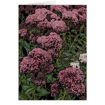 stonecrop cards