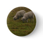 Stonehenge Sheep Pinback Button