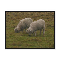 Stonehenge Sheep Postcard