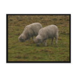 Stonehenge Sheep Postcard