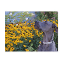 Stop and smell the flowers Postcard