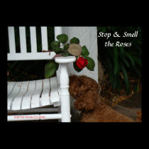 Stop and Smell the Rose posters