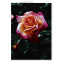 Stop and smell the roses cards by Jack_of_Arts Stop and smell the roses cards
