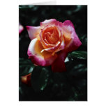 Stop and smell the roses cards