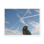 Stop Cruelty Towards Animals Post Card