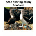Stop Staring At My Boobies! t-shirts by aperkins01096 Stop Staring At My Boobies! t-shirts