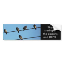 Stop Staring at the Pigeons bumper stickers by nerice6 Stop Staring at the Pigeons bumper stickers
