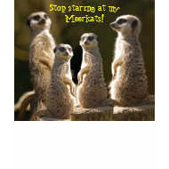 Stop Staring Meerkat T-Shirt shirt
