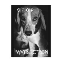 Stop vivisection - Postcard