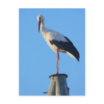 Stork on pole post card