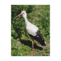 stork postcards