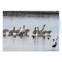 Storkfest cards