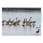 Storkfest cards