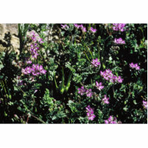 Stork's Bill Cut Out