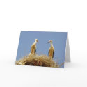 Storks cards by helentr Storks cards
