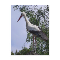 Storks of Strasbourg Postcards