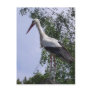 Storks of Strasbourg Postcards