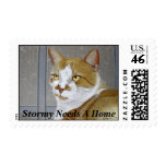"Stormy Needs A Home" postage stamp stamps