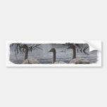 Stormy Swans Bumper Sticker