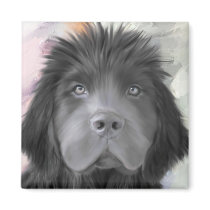 Stormy the newfoundland magnets
