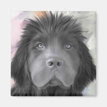 Stormy the newfoundland magnets