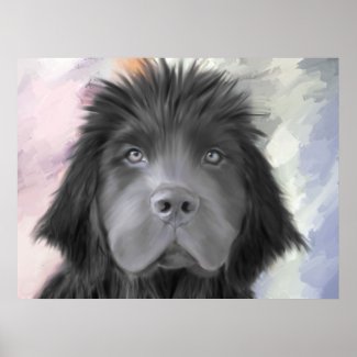 Stormy the Newfoundland Poster