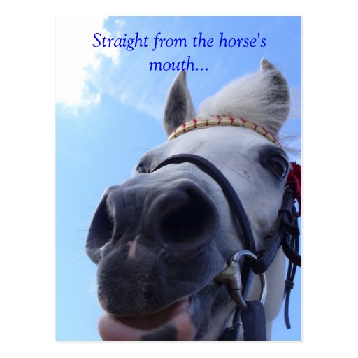 Straight from the horse's mouth... postcard Zazzle