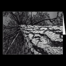 Straight Pine in Black and White card cards