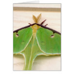Strange Creature! ~ Card