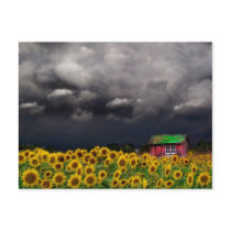 Strange Day , Postcard