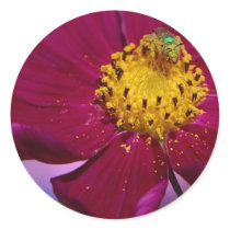 Strange Grren Bug On A Flower In Balboa Park Stickers