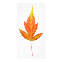 Strange Yellow Maple Leaf Photo Card photo cards