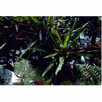 Strap Fern photo sculptures