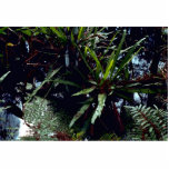 Strap Fern Acrylic Cut Outs