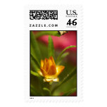 Straw Flower Bud postage