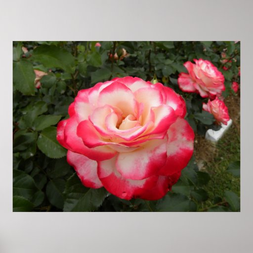 Strawberries and Cream Rose 2 Poster Zazzle