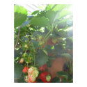 Strawberries and Light posters by CarolynBarber Strawberries and Light posters