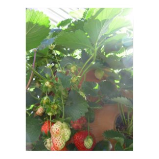 Strawberries and Light print