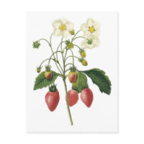 Strawberry botanical illustration postcards by delaine31 Strawberry botanical illustration postcards