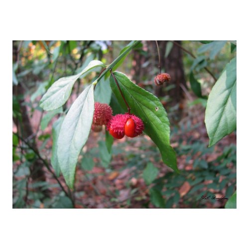Strawberry Bush Fruit print