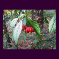Strawberry Bush Fruit posters by naturegirl7 Strawberry Bush Fruit posters